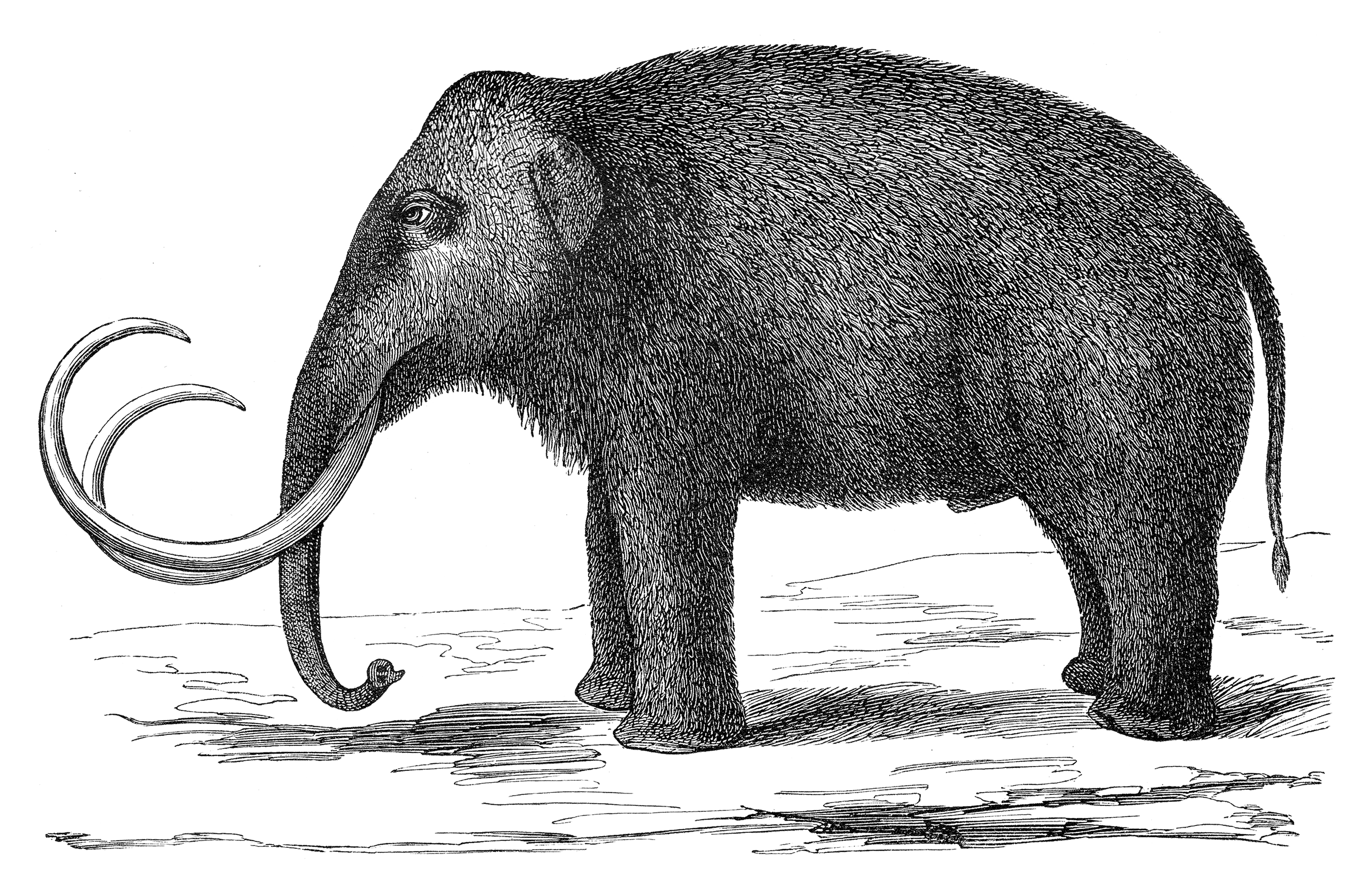 The Last Word On Nothing Seeing Mammoths