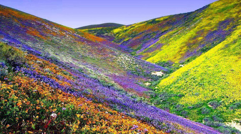 The Last Word On Nothing | Life on Another Planet, The Atacama in Bloom