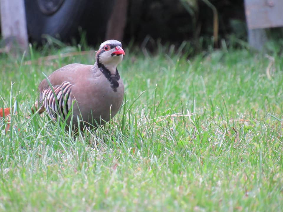 The Last Word On Nothing | Flight of the Chukar