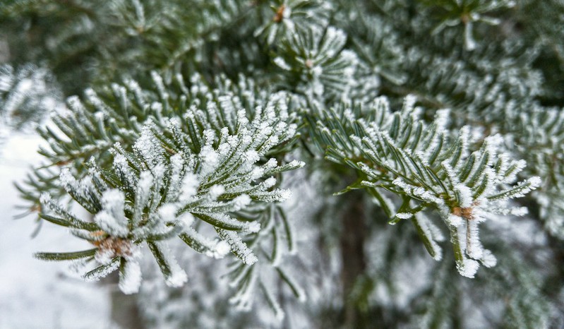 The Last Word On Nothing | How Snow Falling on Pines Changes the Forest