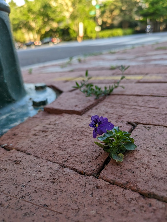 A violet growing between bricks