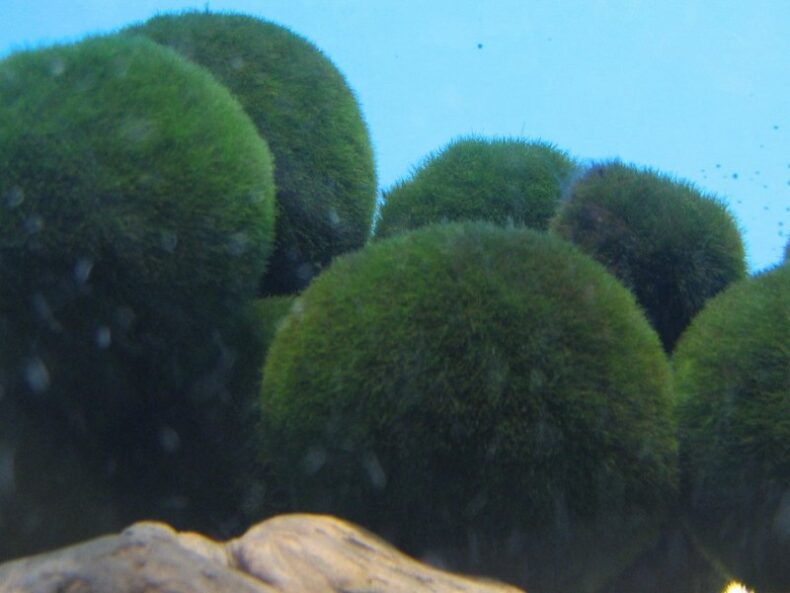 Marimo, esponjoso y verde