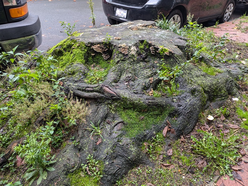 A large mossy stump