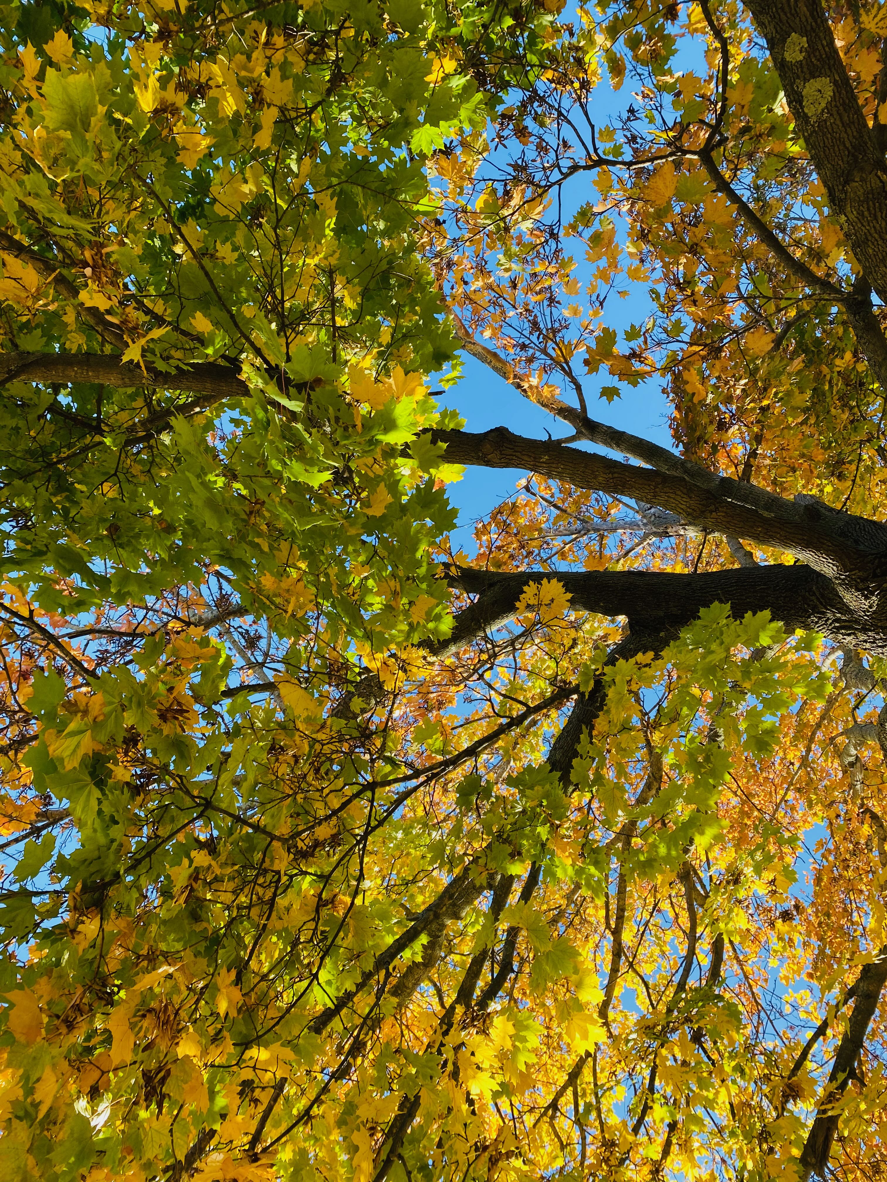 Looking up into the vibrant yellow and green leaves of a tall tree