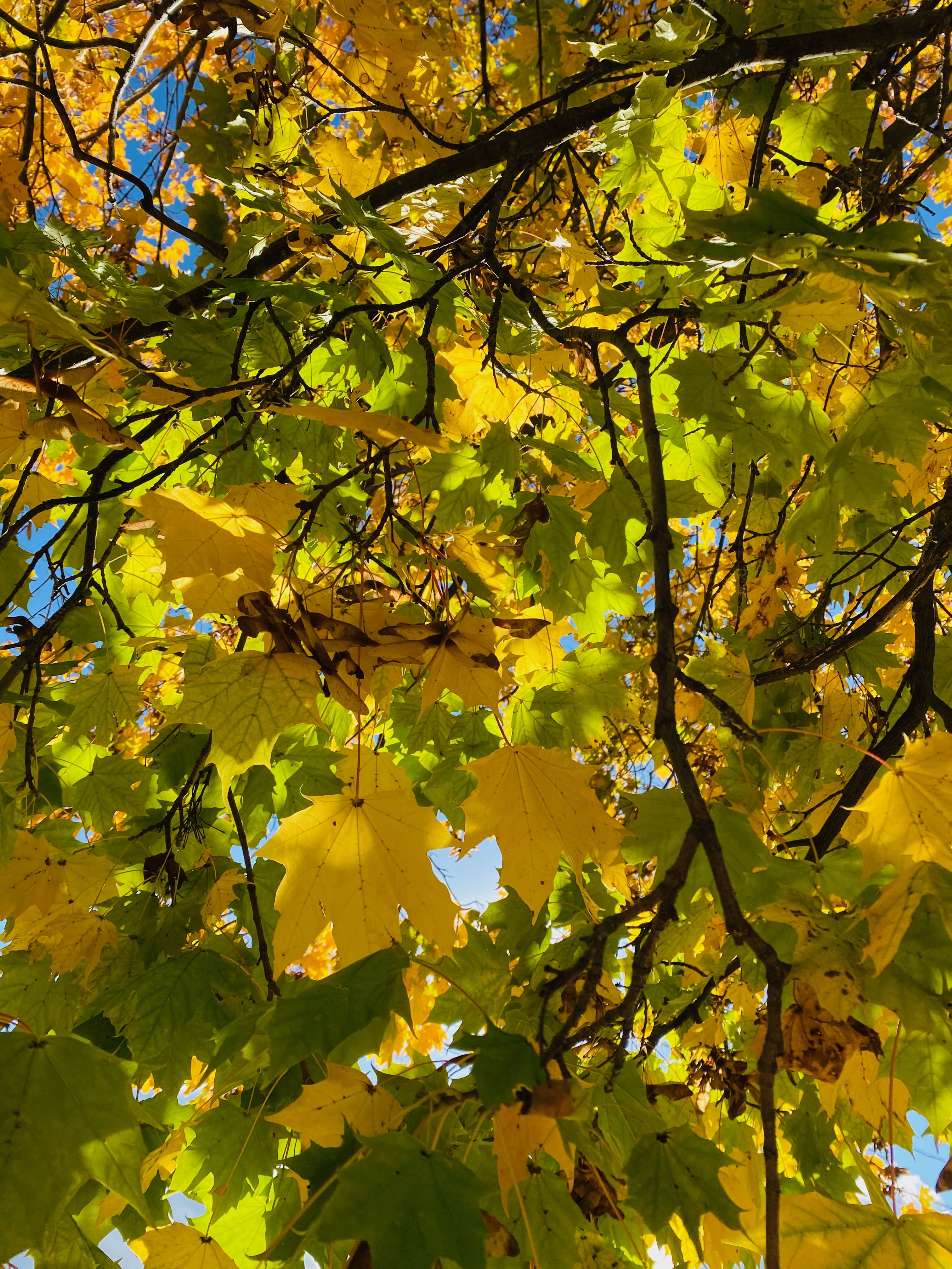 Closeup of yellow and green leaves, vivid and translucent as stained glass