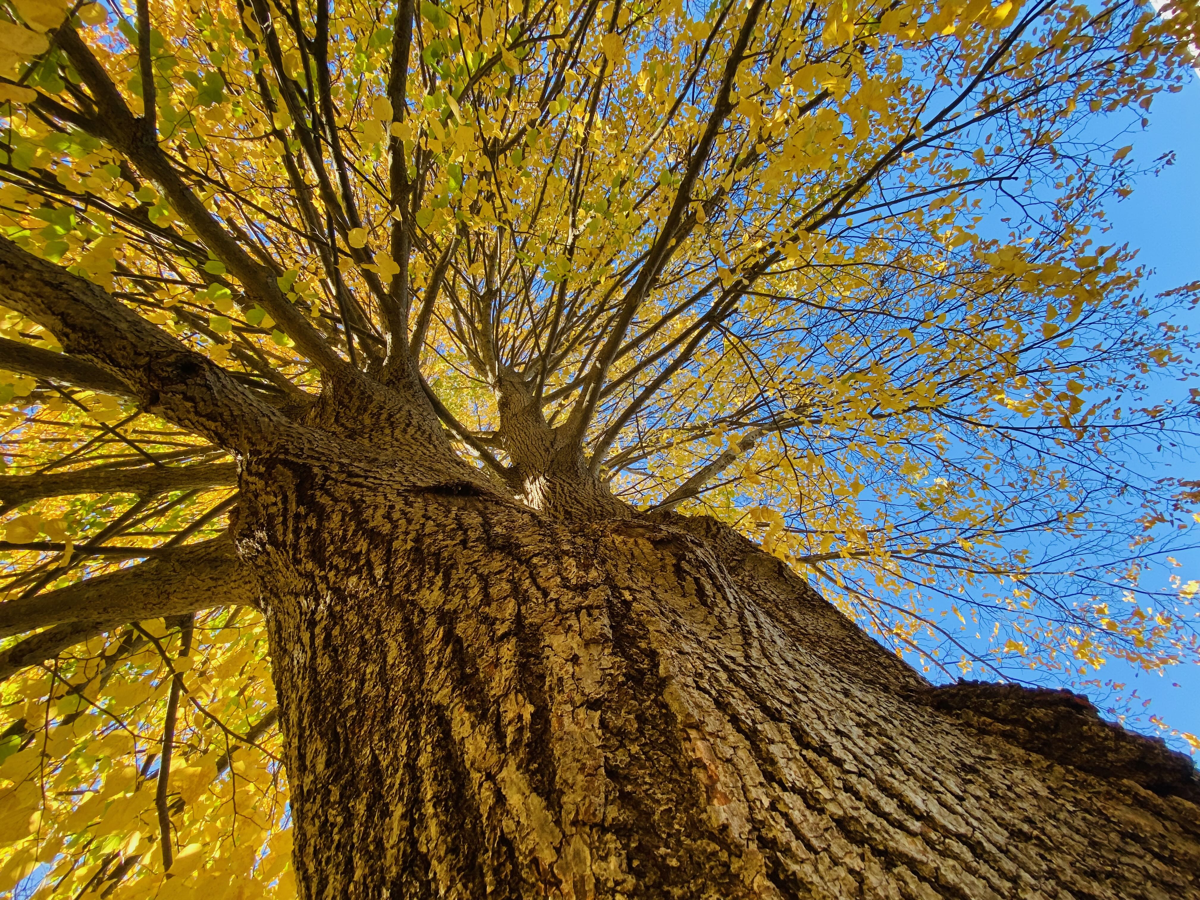 photo looking upward into the many branches and gorgeous leaves of a thriving, tall tree