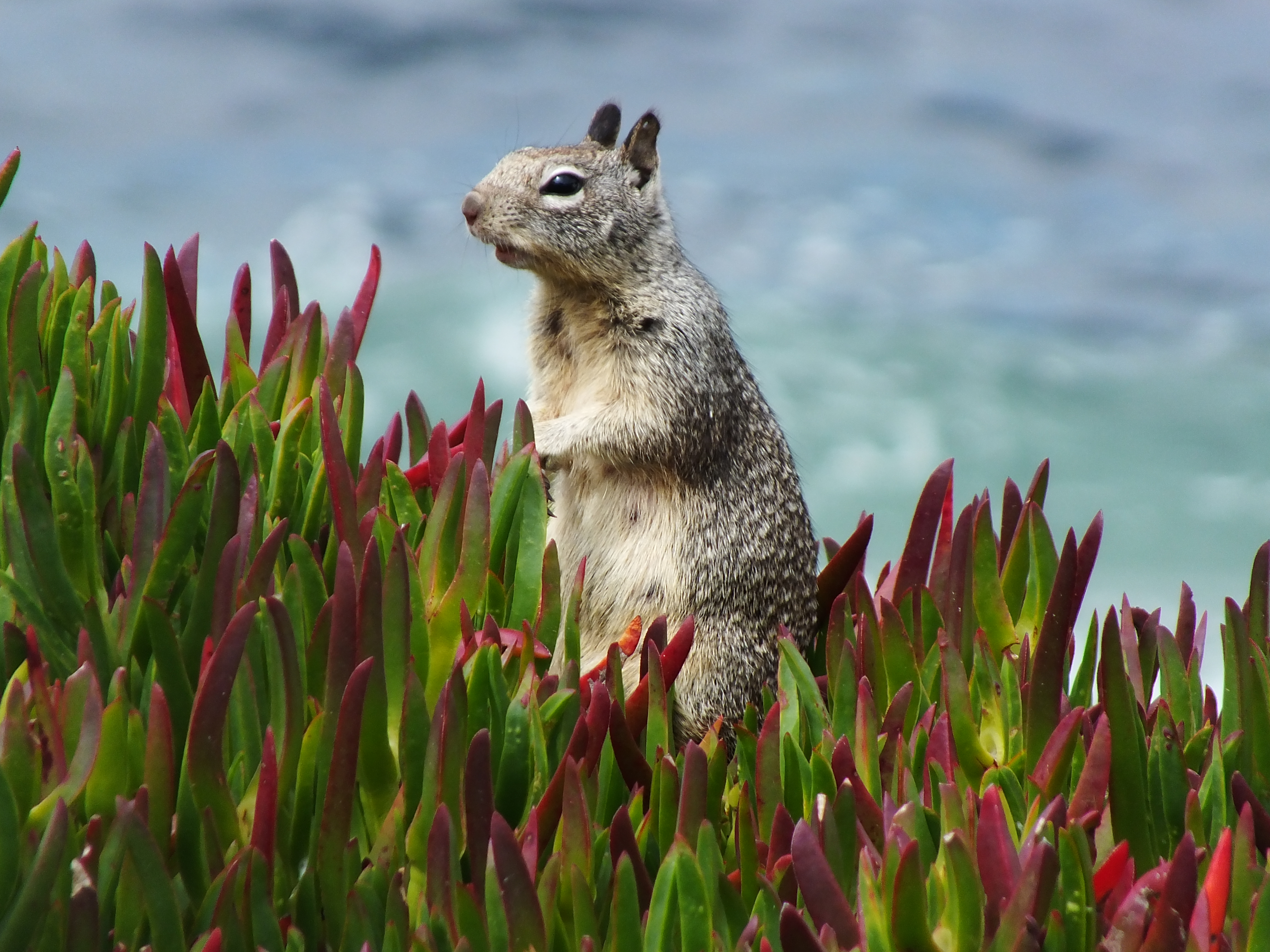 Photo of a California ground squirrel in Monterey.