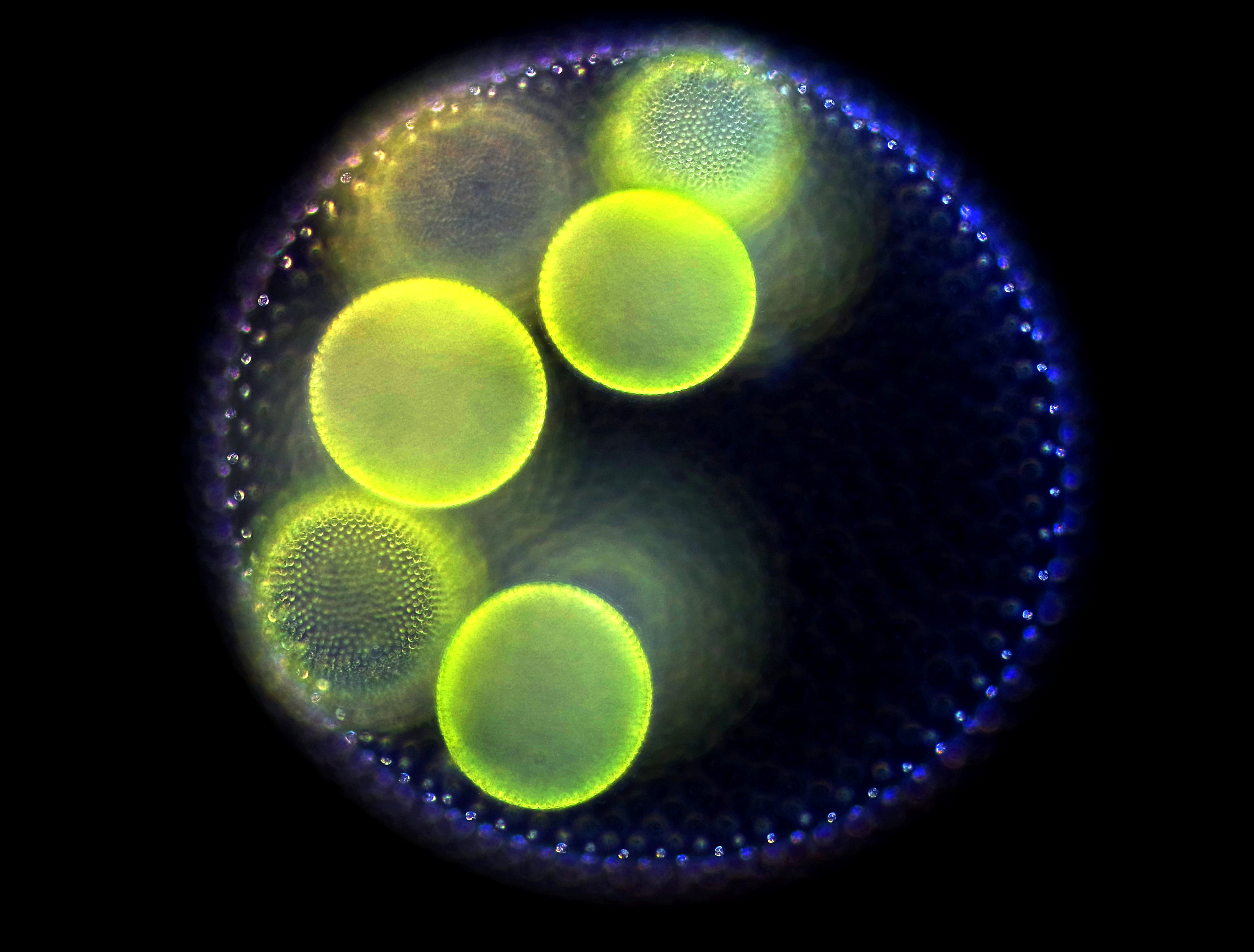 Macro photograph of a round parent colony of Volvox algae full of luminscent, spherical yellow-green daughter cells