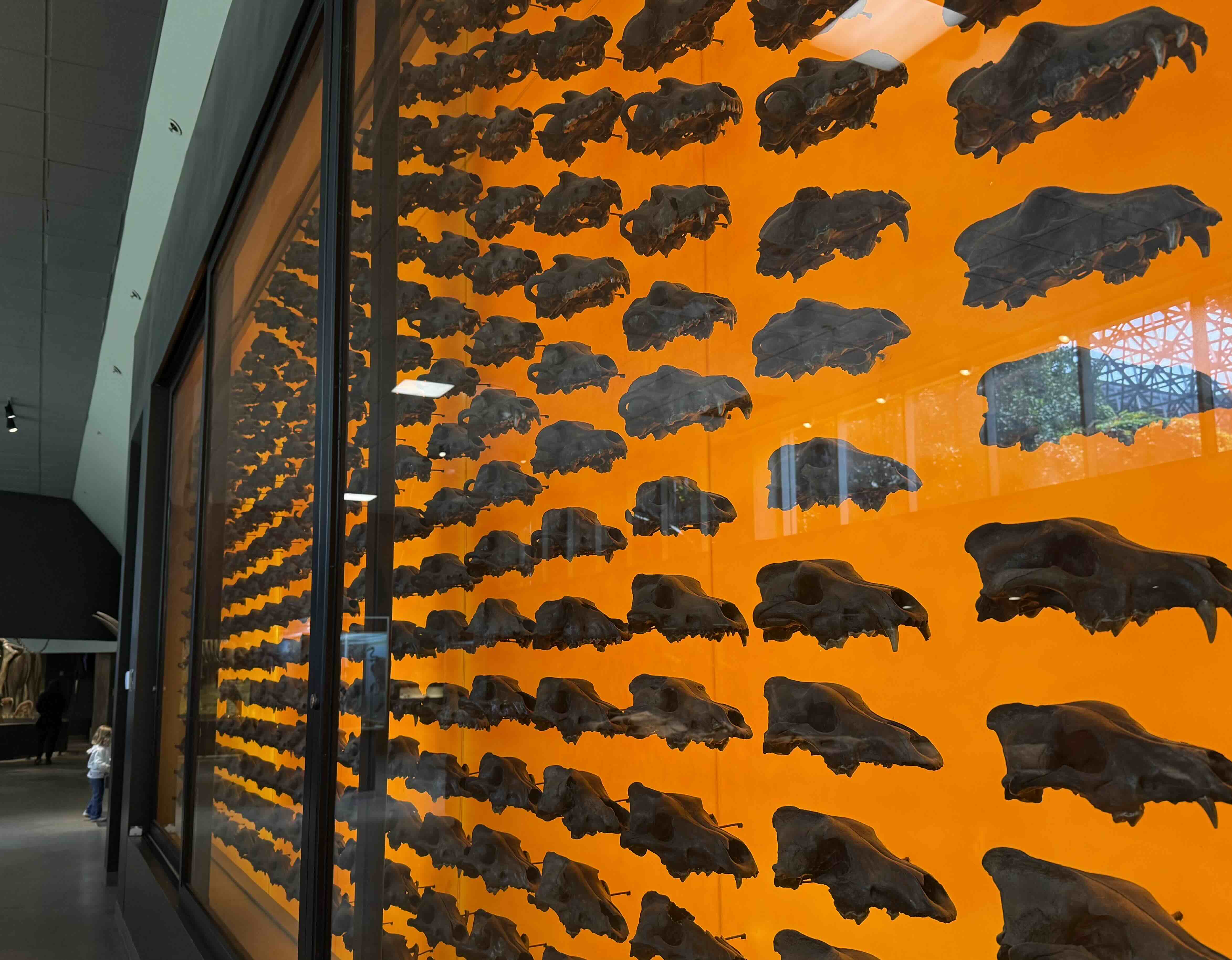 A wall covered in dire wolf skulls