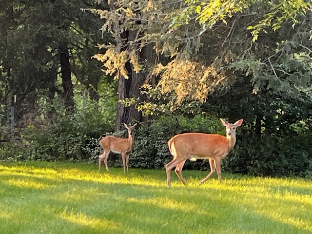 Two deer in a suburban backyard.
