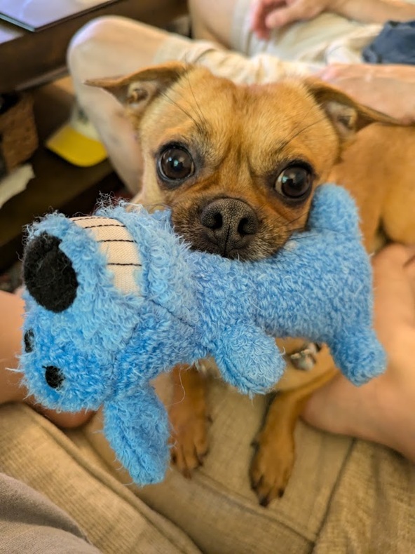 small dog holds blue dog toy in mouth