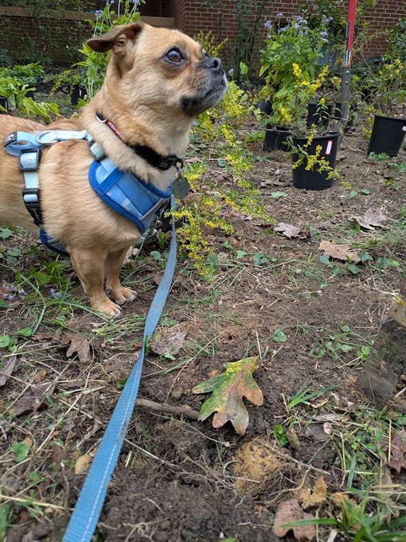 Small dog in garden, wearing blue harness 