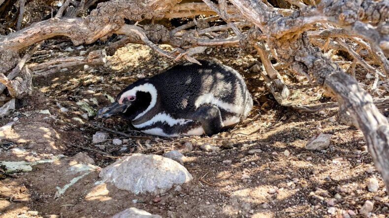 A rotund Magellanic penguin sitting on an egg under a scrubby bush.