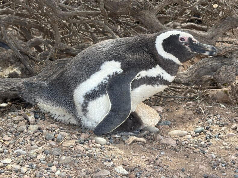 A male Magellanic penguin sitting on a chick and a rock under a scrubby bush.