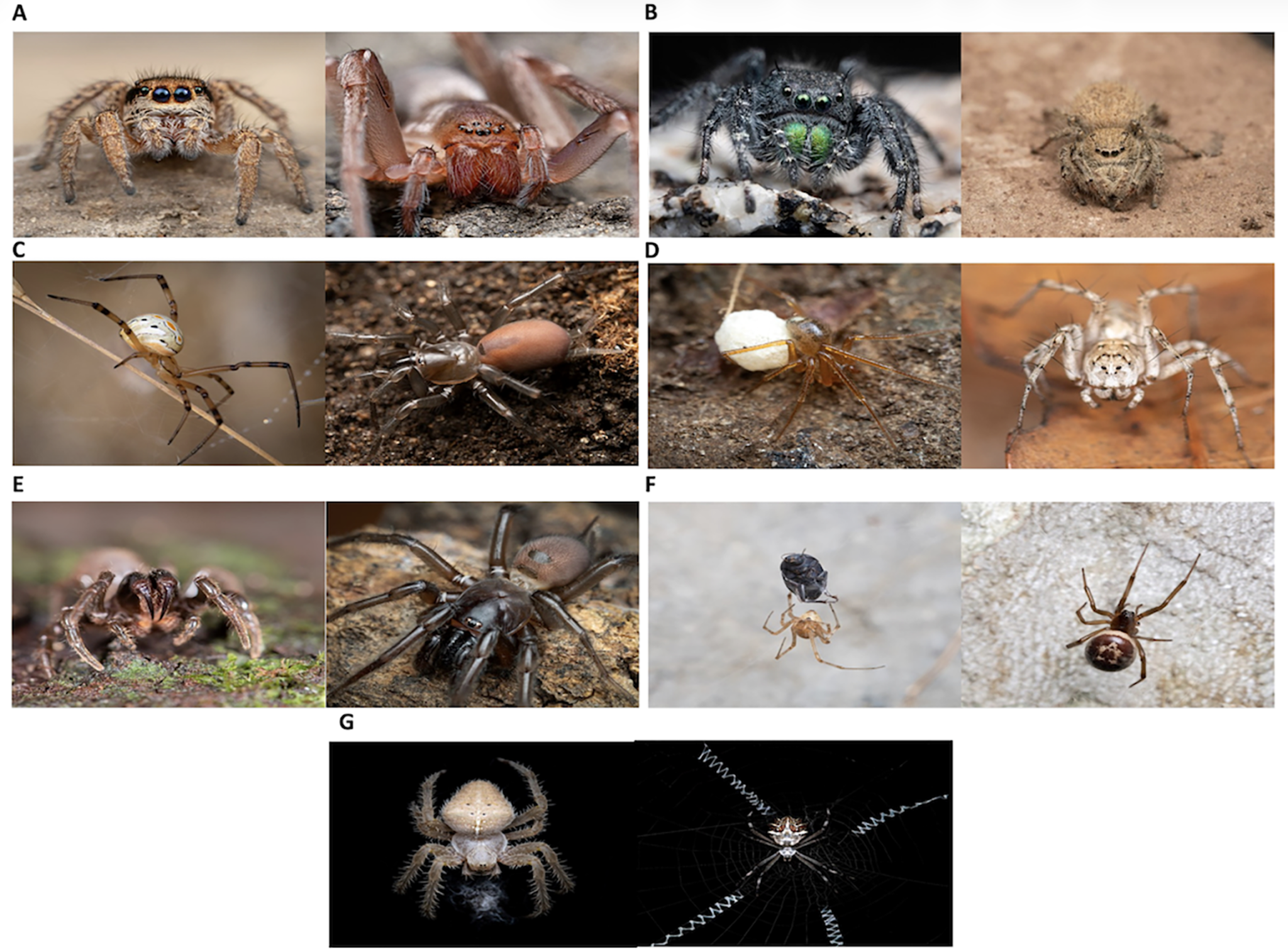 Why do people hate spiders? - The Last Word On Nothing