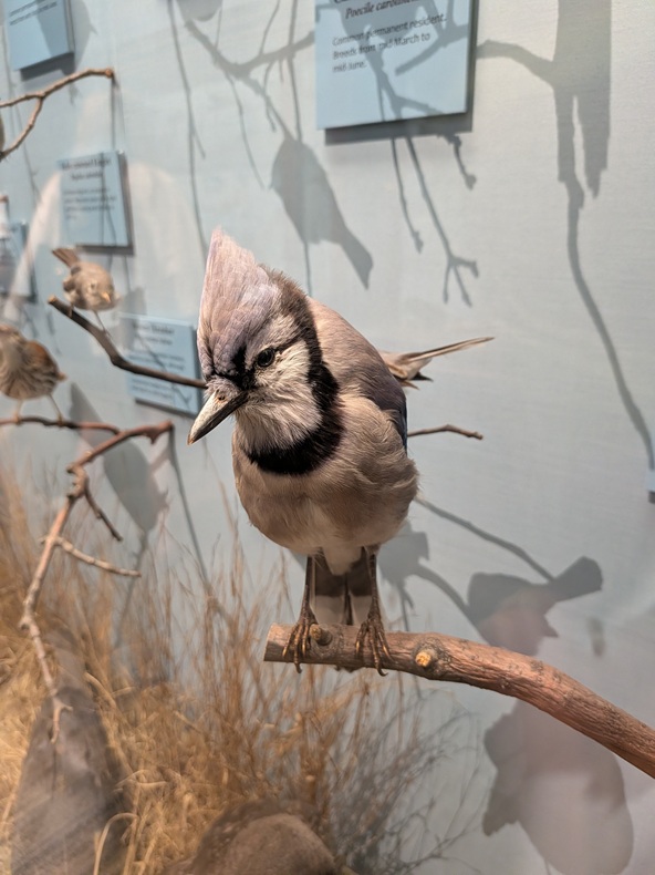 taxidermied blue jay on a twig in a museum case