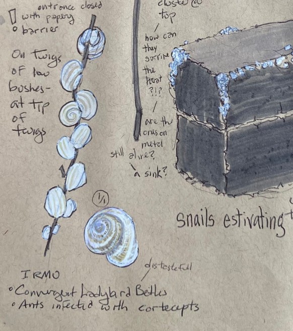 illustration of estivating snails