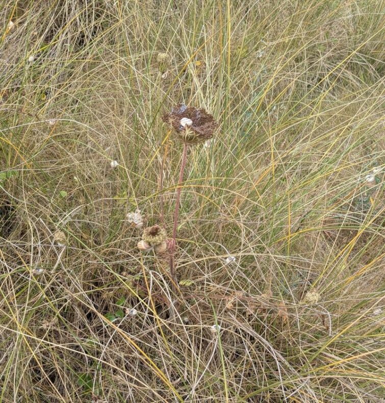 Many snails at the top of blades of grass