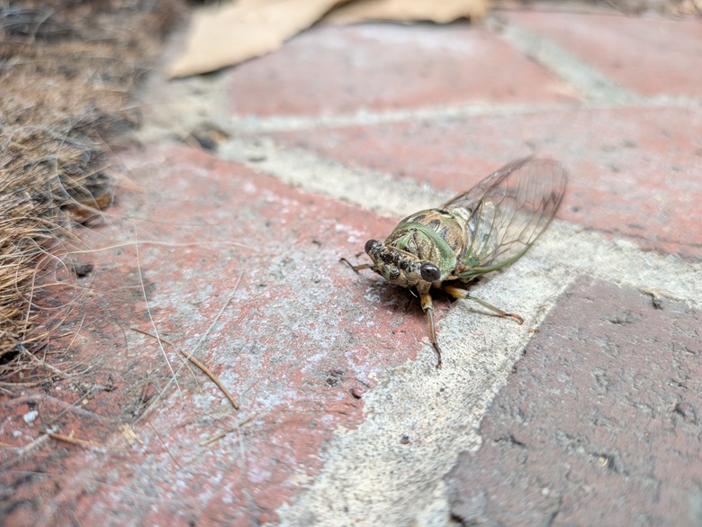 Black, brown, and green cicada on a brick step